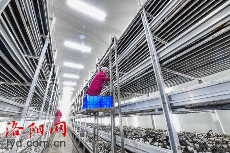 嵩县田湖镇蘑菇种植工厂化特色产品助振兴组图